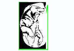 T J Grizzlies